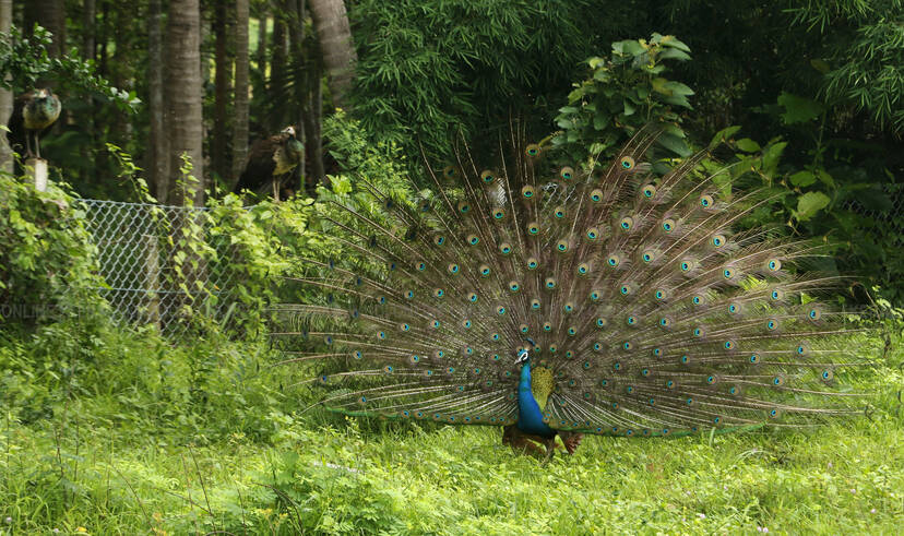 Kerala Kaumudi Photo Gallery