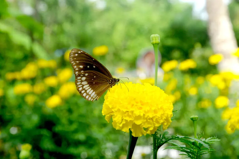 flowers