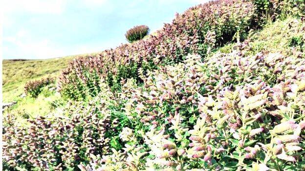 kurunjiparunthumpara kurunjiparunthumpara