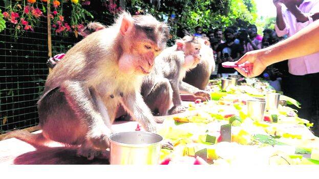 vanara-sadhya vanara-sadhya