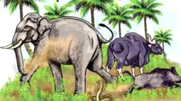 wild-animal