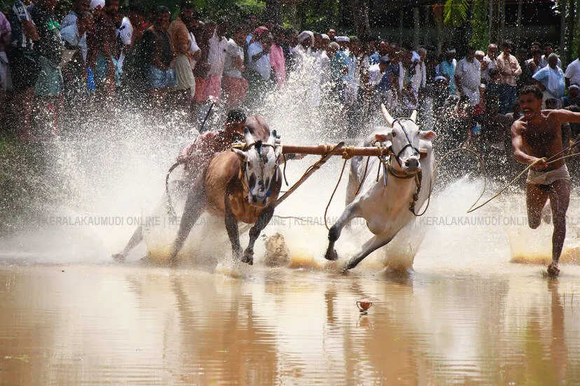 kalapoottu