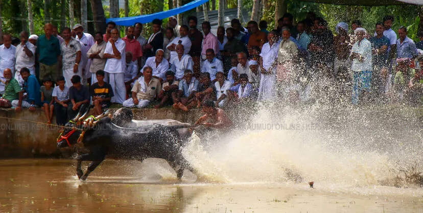 kalapoottu