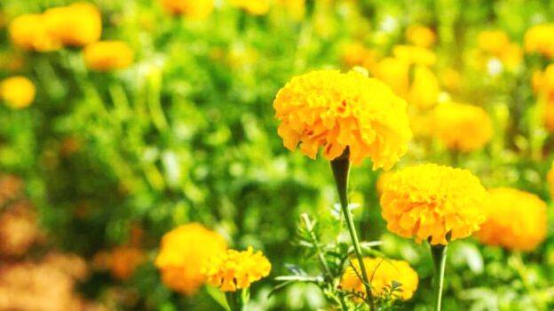 bandhi-flower bandhi-flower