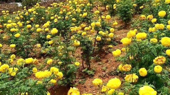 athirambuzha athirambuzha