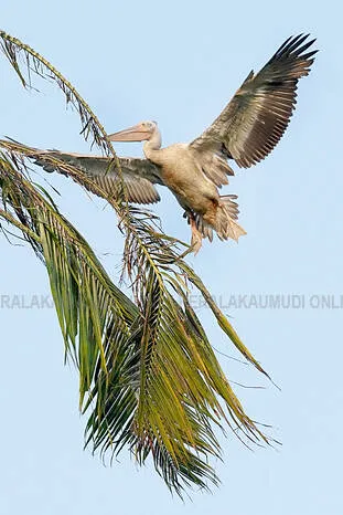 bird-pelican