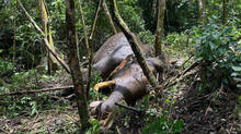 elephant-murivalan-died