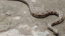 it-is-raining-and-cold.-snakes-should-also-be-feared