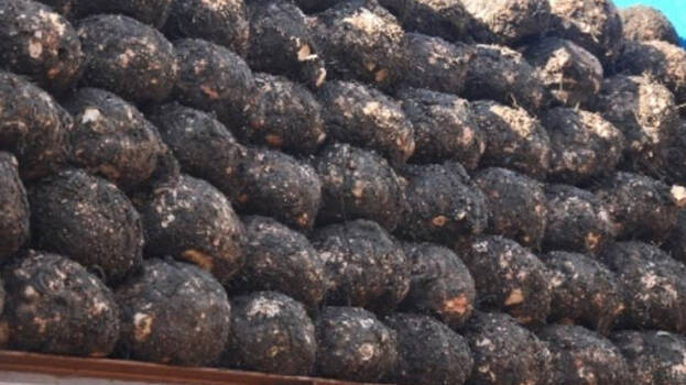 agriculture agriculture