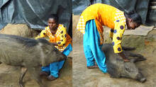 muthu-wild-boar-wayanad