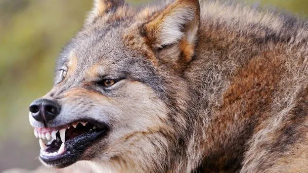 wolf