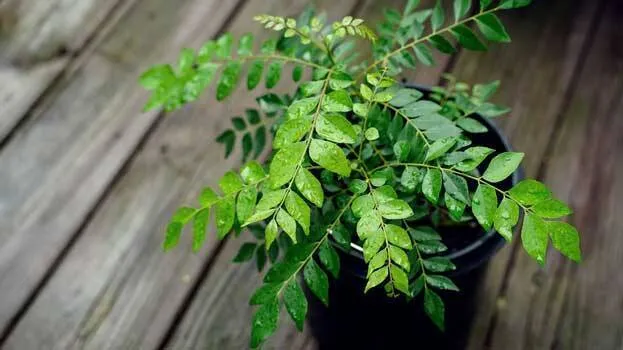 curry-leaves