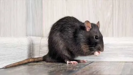 rat