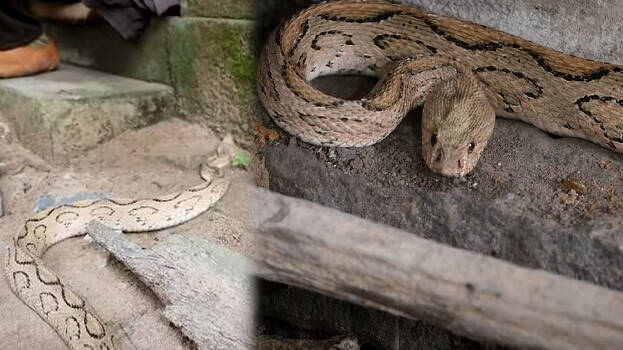 snake-master snake-master