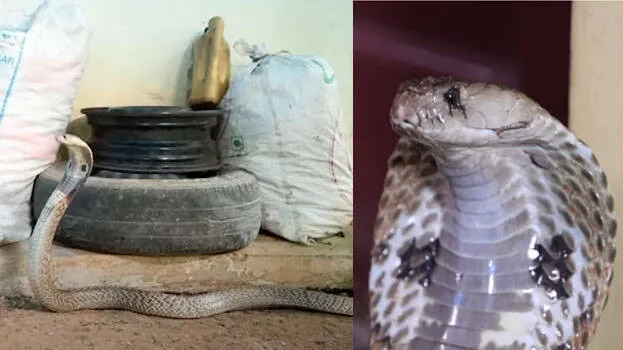 snake-