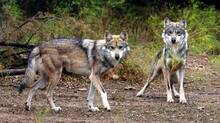 man-eating-wolves-attack-increasing-in-uttarpradesh