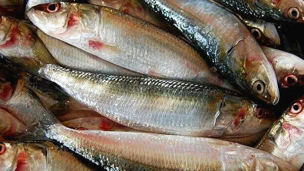 fish