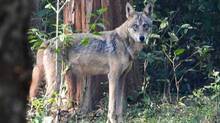 man-eater-wolves-attack-increasing-at-uttar-pradesh