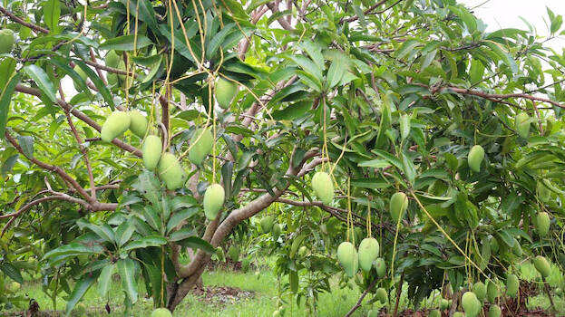 -mango-tree -mango-tree