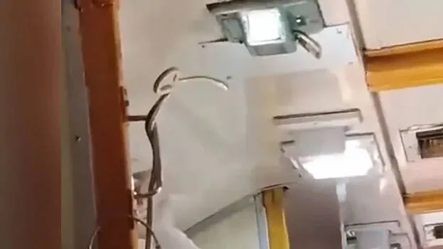 snake