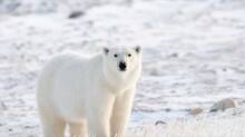 polar-bear-shot-dead-at-iceland-found-after-eight-years