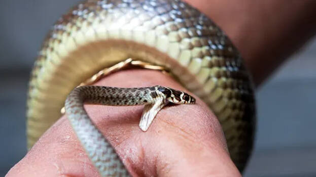 snake-bite snake-bite