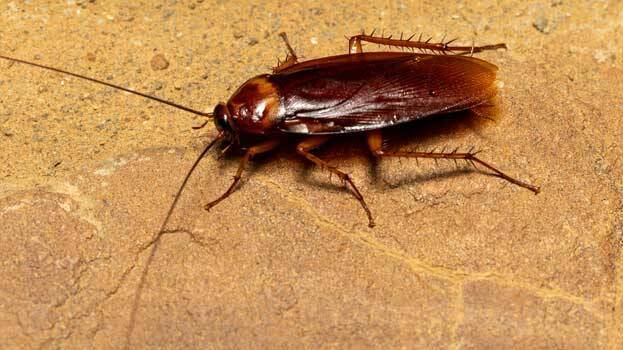 cockroaches cockroaches