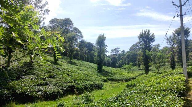 nelliyampathi nelliyampathi