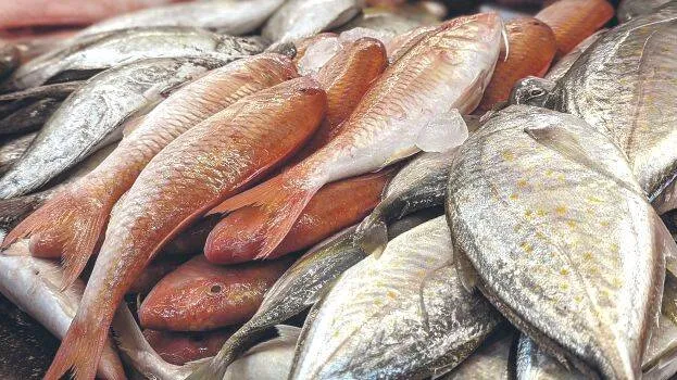 fish fish
