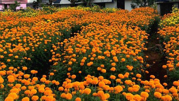 01-pdm-flower 01-pdm-flower