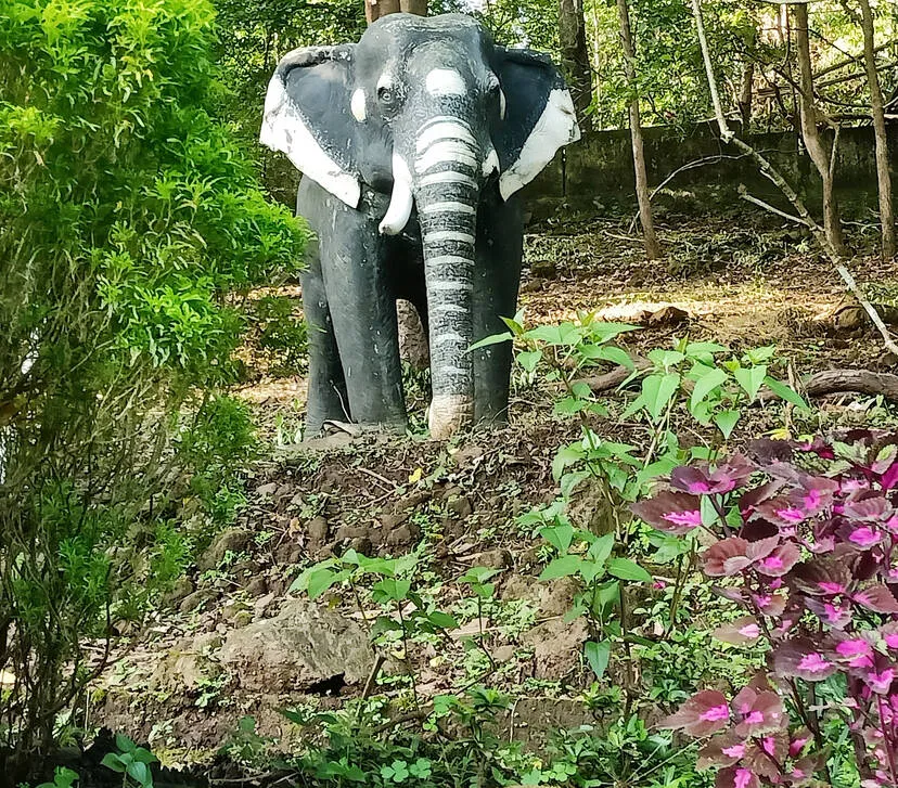 elephnat