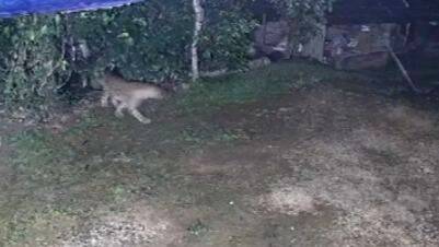 vetumutatu-puli vetumutatu-puli