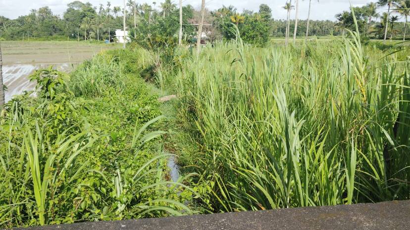 -agriculture- -agriculture-