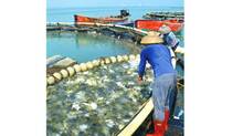 fish-farming