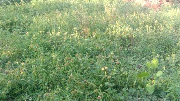 karinj-thumba karinj-thumba