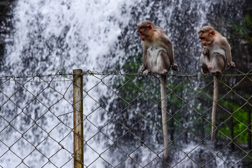 Kerala Kaumudi Photo Gallery