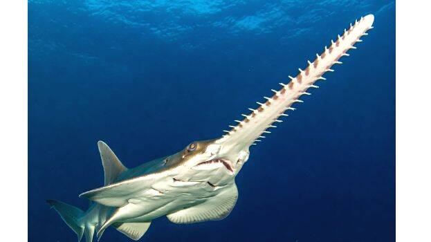 sawfish sawfish
