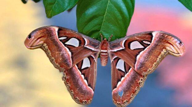 nagasalabham nagasalabham