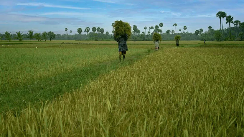 pokkali pokkali