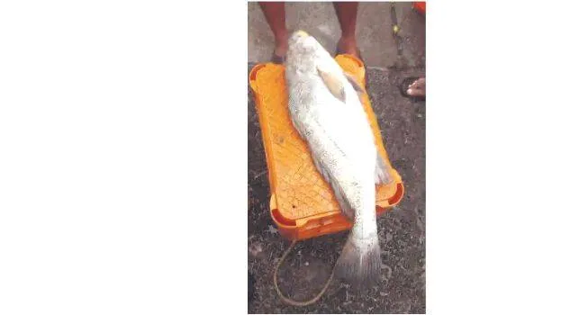 fish