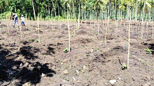 kalluvayal kalluvayal