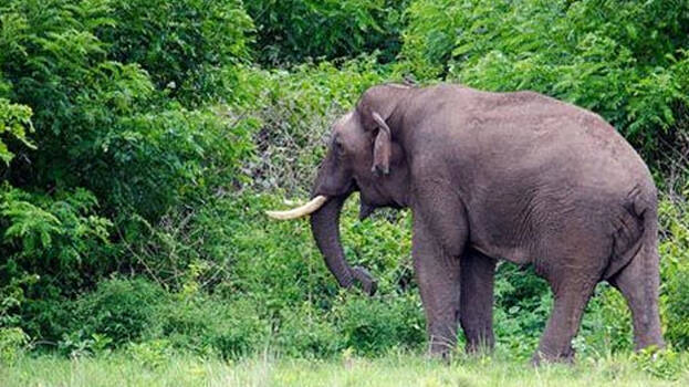 elephant