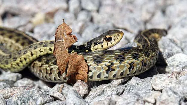 snakes