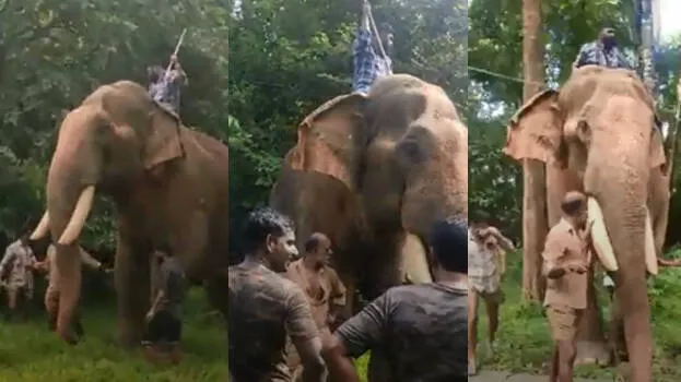 elephant