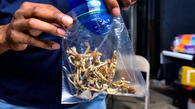 magic-mushroom magic-mushroom