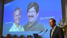 nobel-prize-in-medicine-2024-victor-ambros-gary-ruvkun-win-for-microrna-discovery