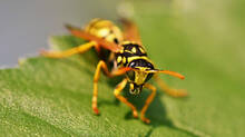 wasp-attack