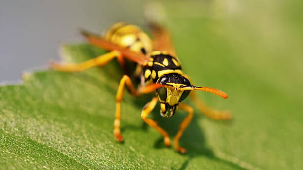 wasp wasp
