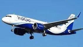 indigo