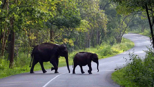 wayanad